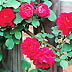G_OTP00462.tif