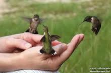 hummingbird