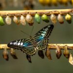 transformed